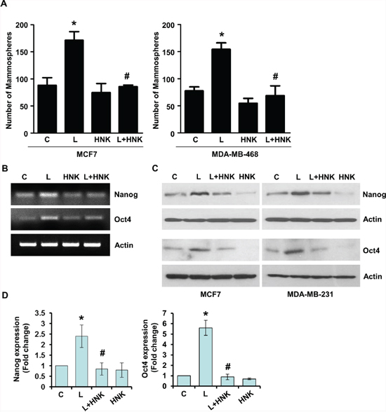 Honokiol abates the stimulatory effect of leptin on mammosphere-formation-potential and acquisition of stem-like properties in breast cancer cells.