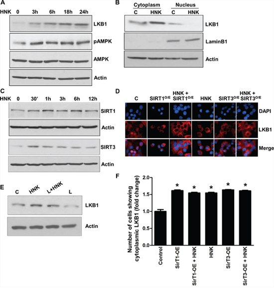 Honokiol induces the expression and cytoplasmic localization of tumor suppressor LKB1 and involvement of SIRT1/3.