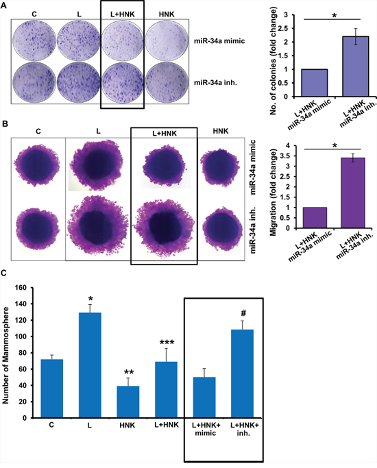 Role of miR-34a in honokiol-mediated inhibition of oncogenic actions of leptin.