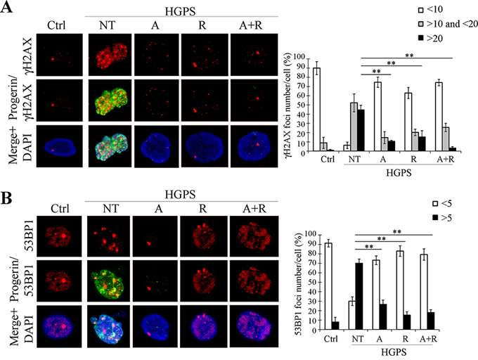 Analysis of DNA damage and repair markers after 28 days of treatment.