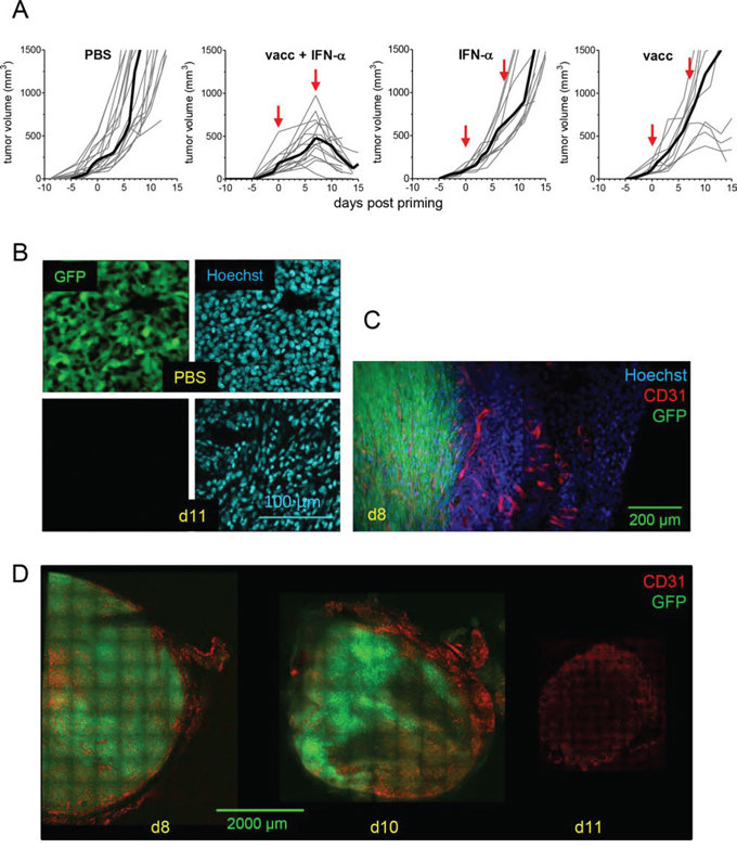 TC1 tumor regression is triggered by injection of E7-vaccine + IFN&#x03B1;.