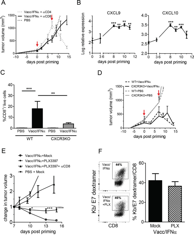 CD8+ T cells and myeloid-cell infiltrate are necessary for the tumor regression.