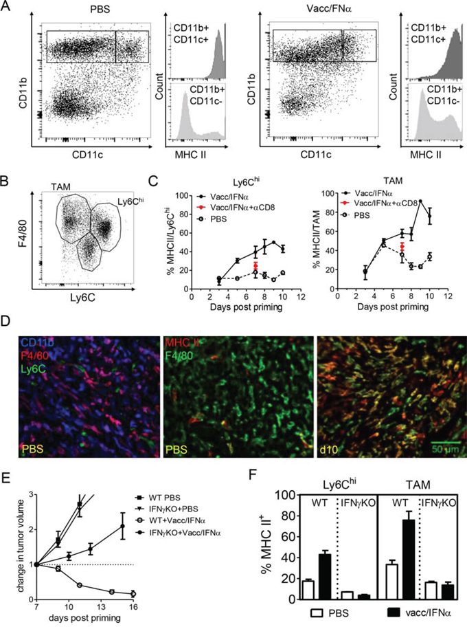 Local activation of F4/80+ myeloid cells is promoted by the interactions with IFN-&#x03B3; producing CD8 T cells.