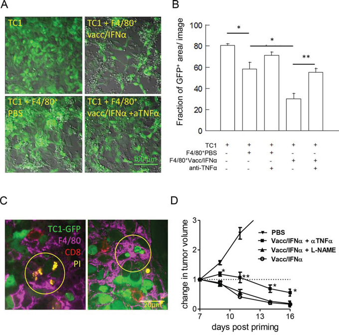 Activated-myeloid cells contribute to the killing of TC1-tumor cells by TNF-&#x03B1; release.