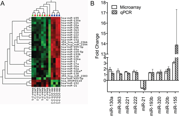 Heat map depicting unsupervised hierarchical clustering of metastatic and non-metastatic cell lines based on the differentially expressed miRNA measured by microarray and validation of miRNA alteration by qRT-PCR.