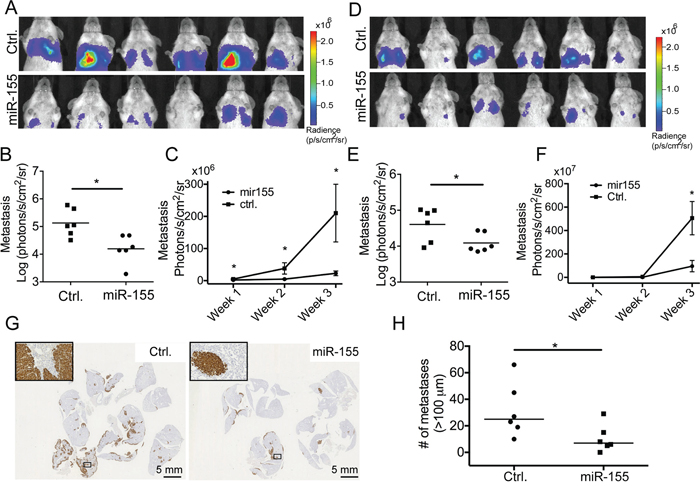 miR-155 decreases the tumor burden in lungs after i.v. injection.