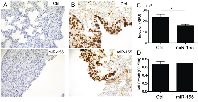 miR-155 overexpression inhibits invasion of metastatic CL16 cancer cells in vitro, but has no effect on proliferation or apoptosis.