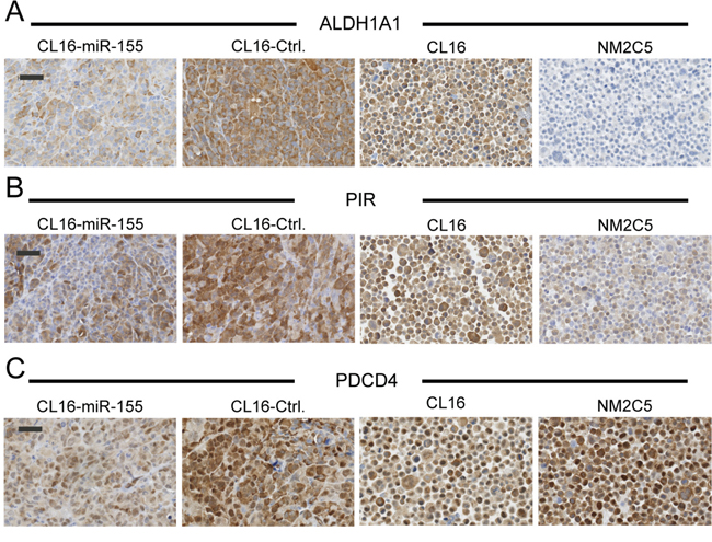 Lower expression of putative miR-155 targets in xenograft tumors with high miR-155 expression.