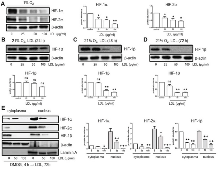 LDL down-regulates HIF-1&#x03B1;, HIF-2&#x03B1;, and HIF-1&#x03B2; in hCMEC/D3 cells in both hypoxia and normoxia.