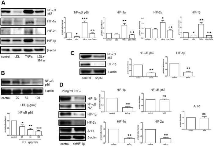 LDL inhibits NF-&#x03BA;B-dependent expression of HIF-1&#x03B2; induced by TNF&#x03B1; in hCMEC/D3 cells, resulting in HIF-1&#x03B1; and HIF-2&#x03B1; down-regulation in normoxia.