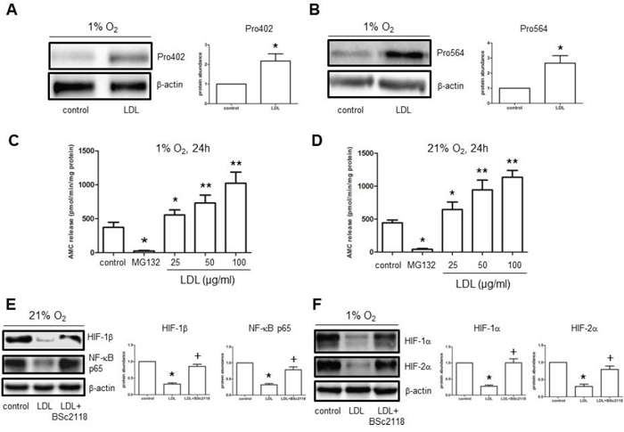 LDL induces HIF-1&#x03B1; hydroxylation at Pro402 and Pro564 sties, while increases 20S proteasome activity in hCMEC/D3 cells.