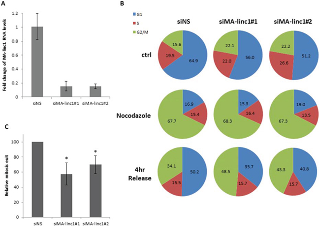 Silencing of MA-linc1 impairs M phase exit.