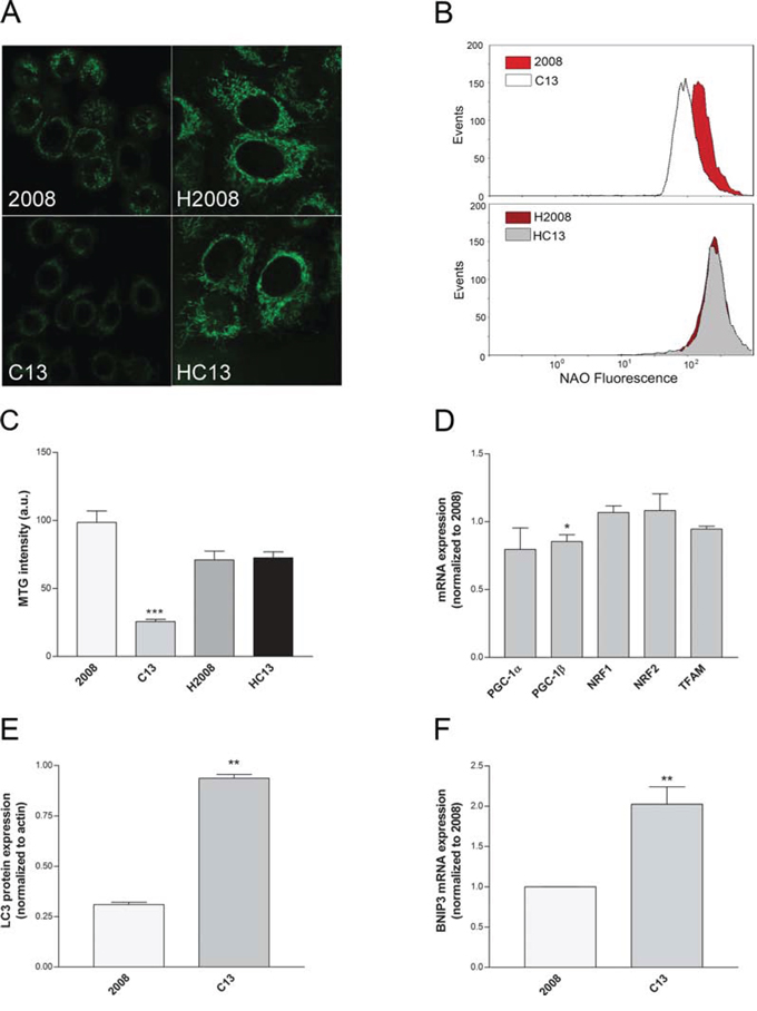 Cisplatin-resistant cells present a reduced mitochondrial mass.