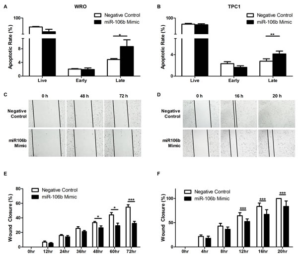 Effect of miR-106b in apoptosis and migration.