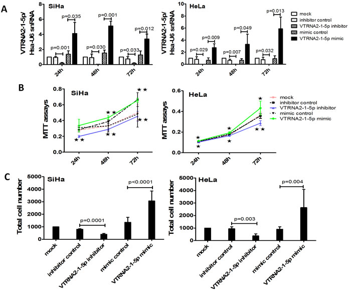 VTRNA2-1-5p knockdown decreases and overexpression enhances cervical cancer cell growth and invasion