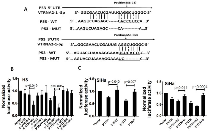 p53 is a direct target of VTRNA2-1-5p in cervical cancer cells.