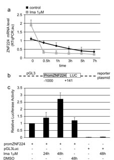 Imatinib enhances ZNF224 mRNA expression via transcriptional mechanism.