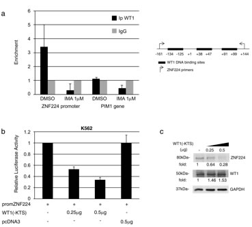 WT1(-KTS) binds to the ZNF224 promoter and represses ZNF224 expression.