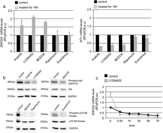 BCR-ABL decreases ZNF224 expression via PI3K-Akt signaling pathway.