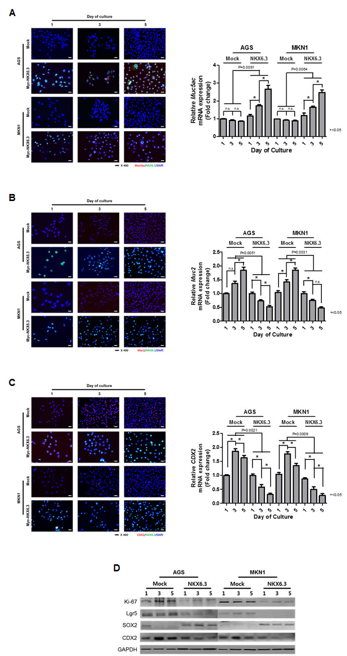 NKX6.3 regulated gastric cell differentiation.