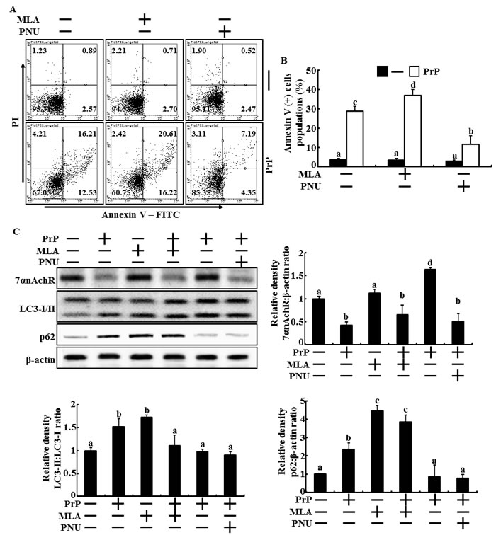 Regulation of &#x3b1;7nAchR