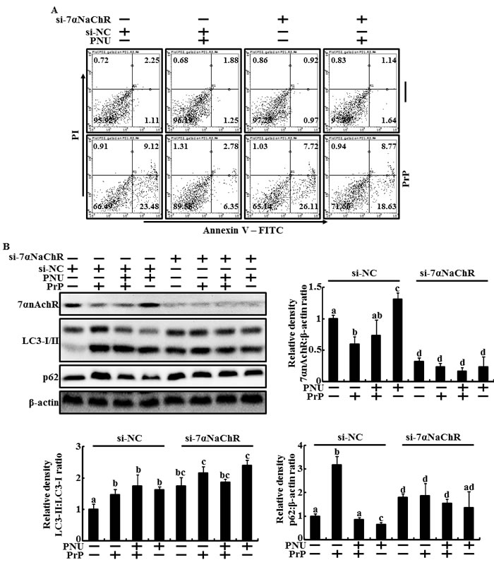 Knockdown of &#x3b1;7nAchR inhibited the PNU-282987-mediated neuroprotective effect and autophagic flux in primary neuron cells.