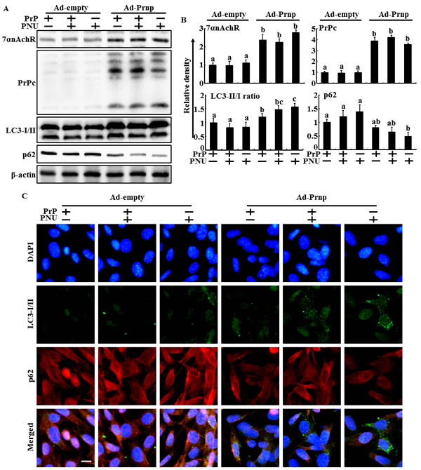 Overexpression of PrPC restored the autophagc effect caused by alpha 7 nAchR in PrPC-deficient neuron cells.