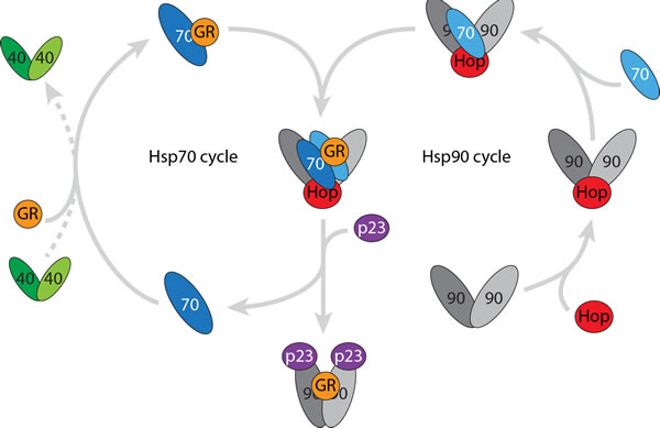 A stable intermediate is formed when the Hsp90 and Hsp70 cycles come together.