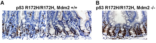 Increased mutp53 protein level in Mdm2 -/- mouse small intestine.