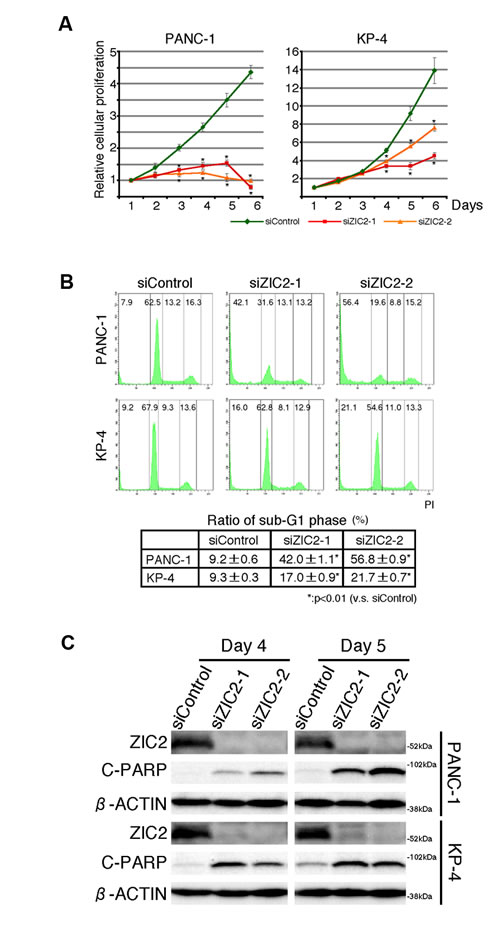 ZIC2 regulates apoptotic cell death of PDAC cells.