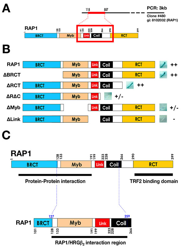 Y2H mapping of the region of RAP1 that interacts with HRG&#x3b2;2.