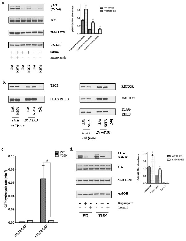Y35N RHEB mutation in ccRCC causes mTORC1 hyperactivation by resistance to TSC2 GAP activity.