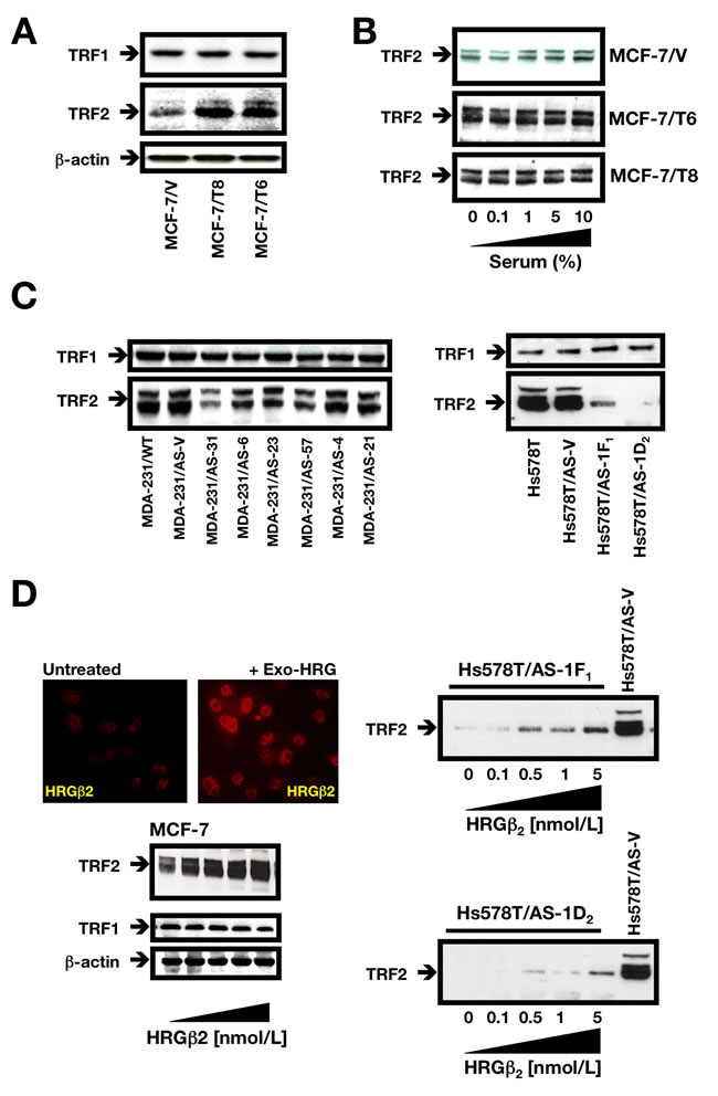 HRG&#x3b2;2 regulates TRF2 expression in breast cancer cells.