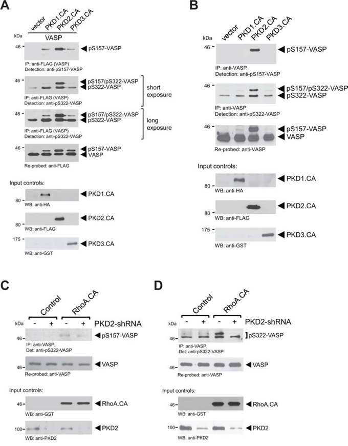 Phosphorylation of endogenous VASP at S157 and S322 is mediated by PKD2.