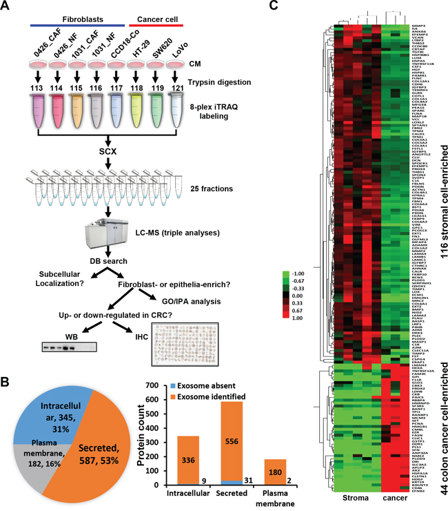 Quantitative proteomic analysis of the secretomes of colon cancer cells and the stromal cells.