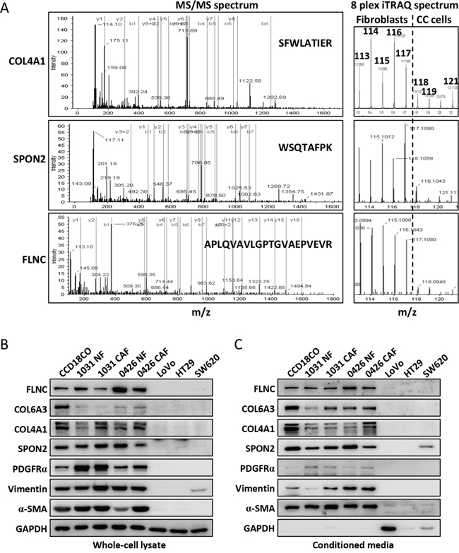 Representative tandem mass spectra of selected proteins and their expression verification in the fibroblasts and colon cancer cells.
