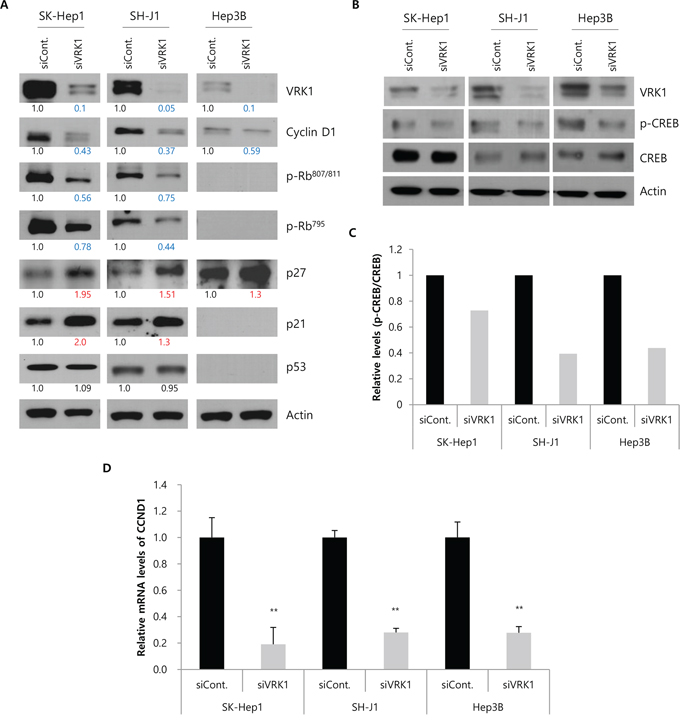 Levels of cell cycle regulators in VRK1-depleted HCC cells.