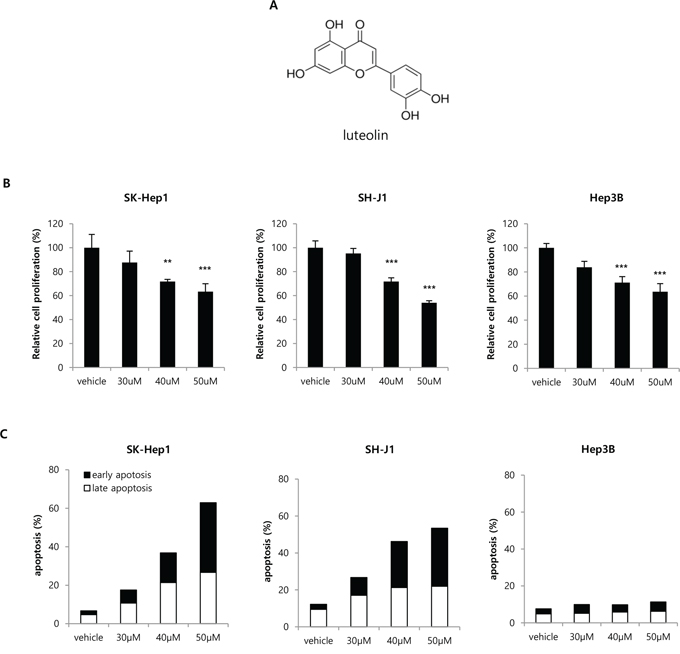 Effect of the VRK1 inhibitor luteolin on HCC cell proliferation and apoptosis.