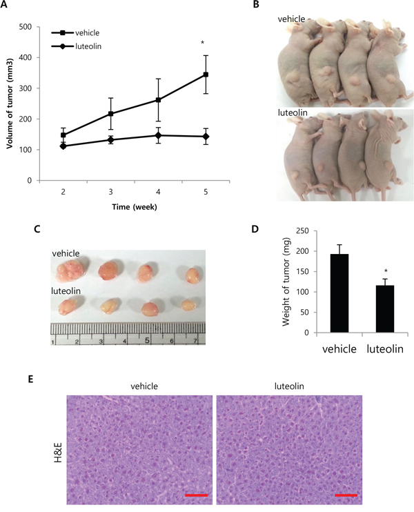 Effect of luteolin on tumor growth in vivo.