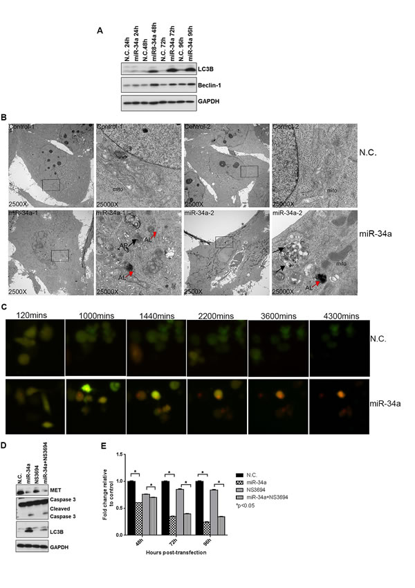 miR-34a induces autophagy in PC3 cells.