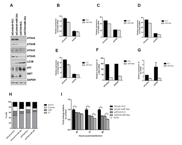 miR-34a induces autophagy independently of ATG4.