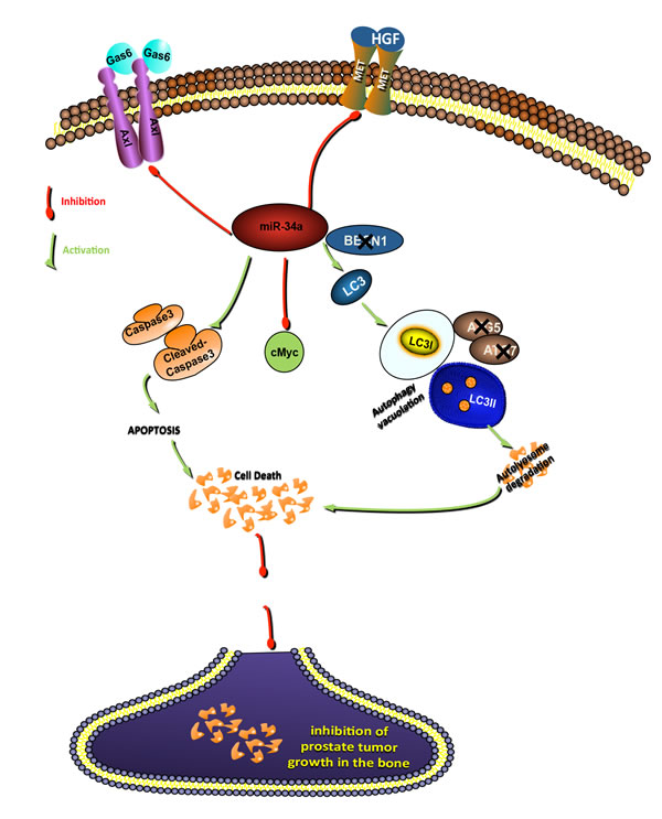 Schematic representation of signaling pathways by which miR-34a inhibits prostate cancer growth.