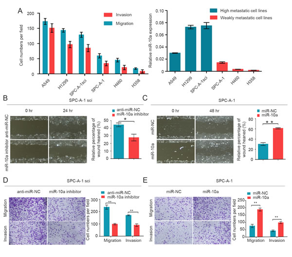 MiR-10a is increased in high metastatic cancer cells and promotes migration and invasion of NSCLC cells.