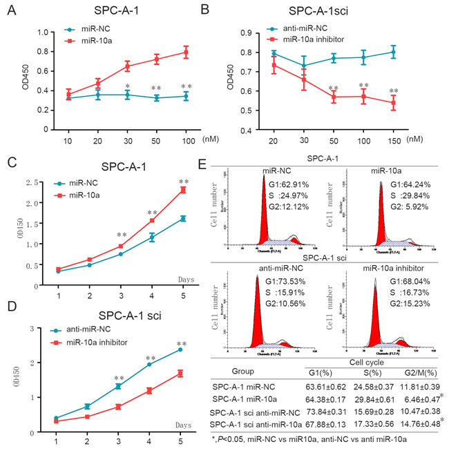 MiR-10a enhances cell proliferation through influencing G2/M cell cycle of NSCLC cells.