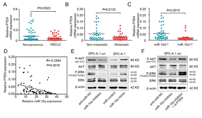 MiR-10a is inversely correlated with PTEN in NSCLC and mediates the activation of AKT and ERK.