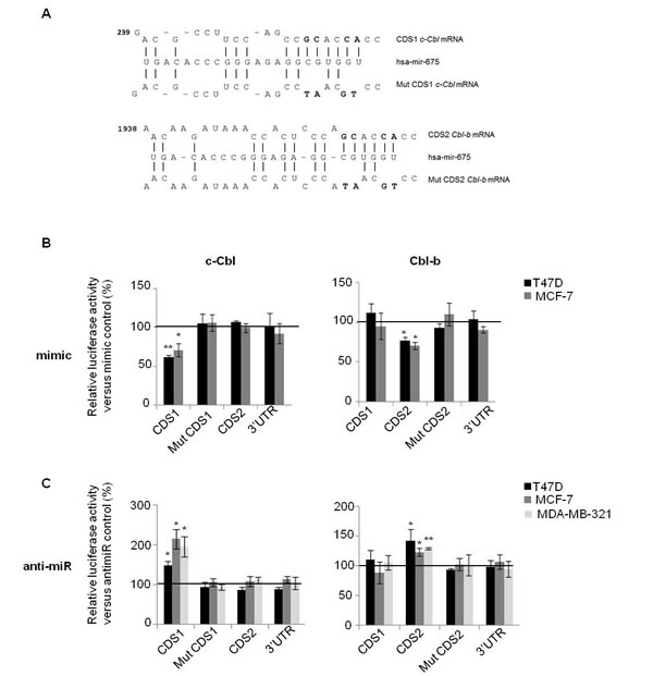 MiR-675 directly targeted on c-Cbl and Cbl-b through interaction with coding sequences.