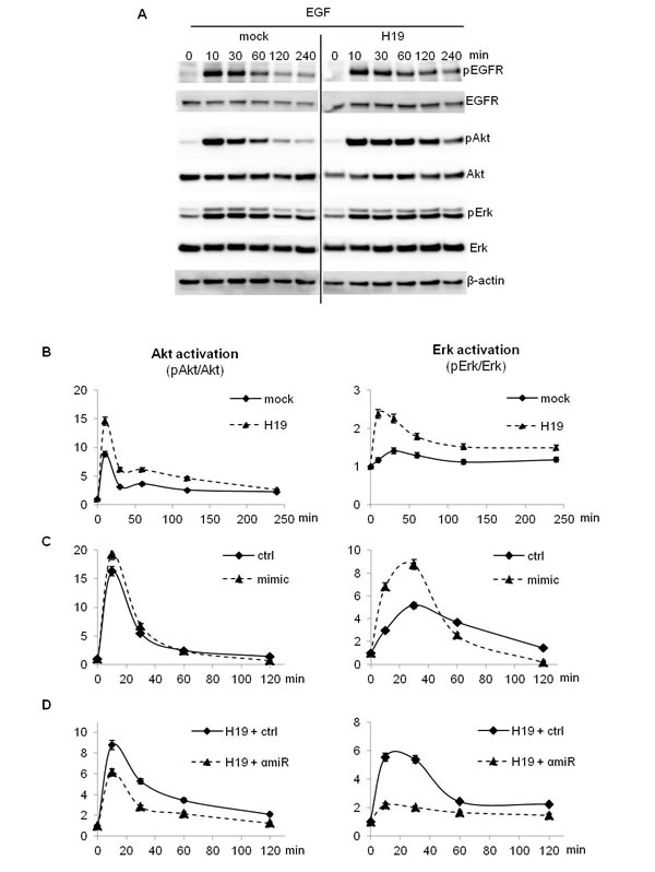 EGF-induced Akt and Erk phosphorylation was enhanced in