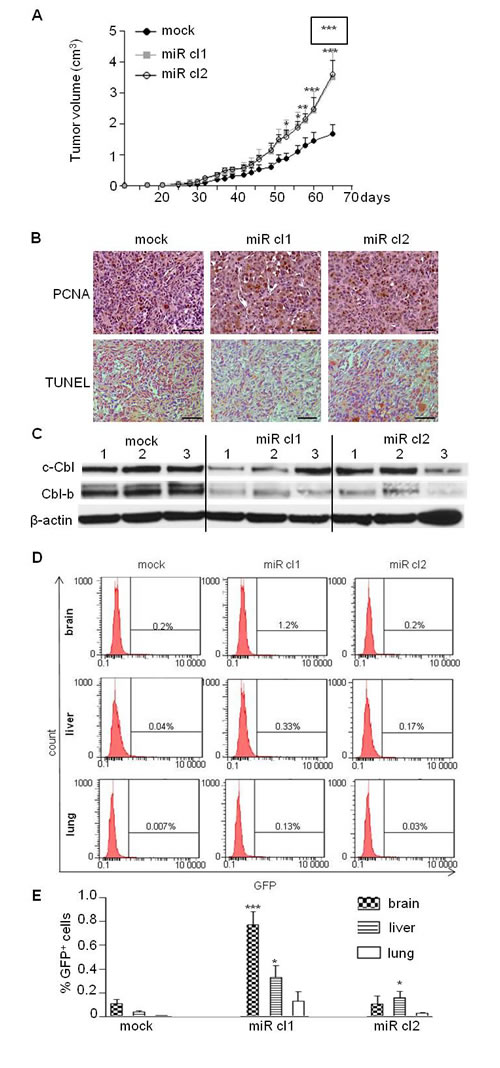 MiR-675 promoted tumor growth and metastasis.