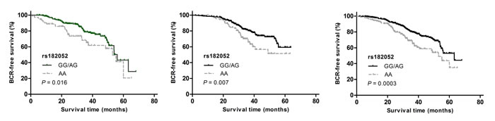 Kaplan-Meier survival curves for BCR-free survival according to