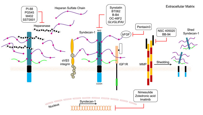 General mechanisms of action of SDC1 pathway inhibitors are depicted.